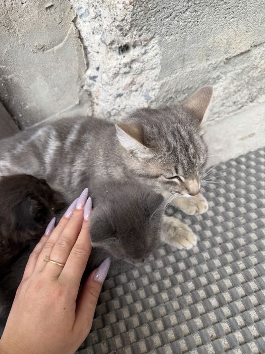 Отдам кошку и двух котят(девочки)