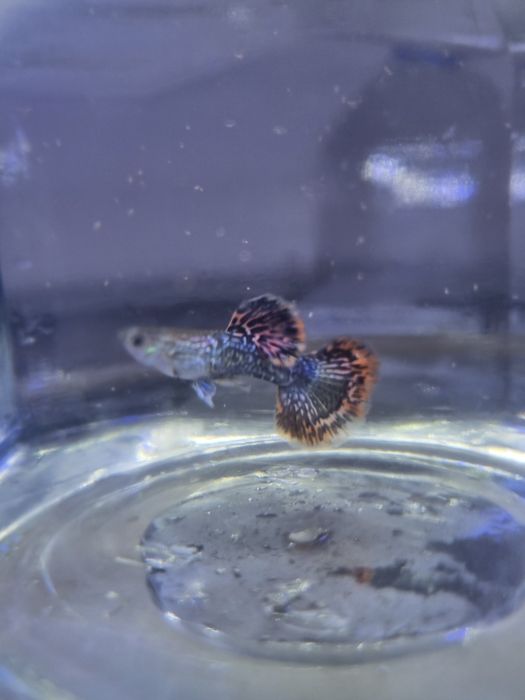 Red dragon snakeskin Halfmoon. Gupiy sotiladi
