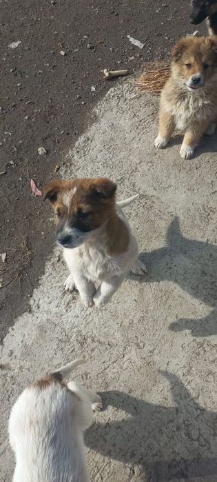 Отличные сторожевой щенки