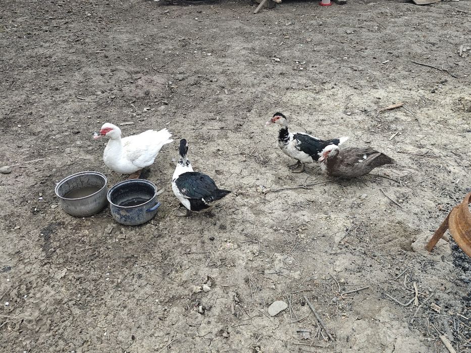 Vand rate mute leșești