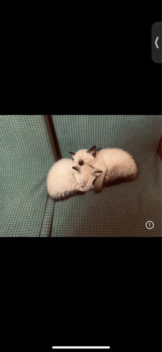 отдам котят хорощие руки