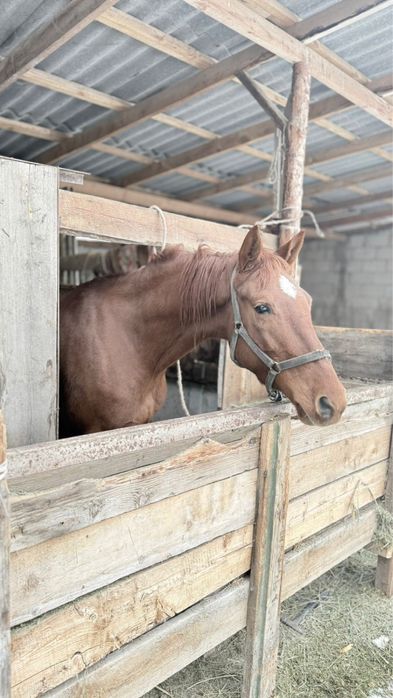 Чистокровный байтал