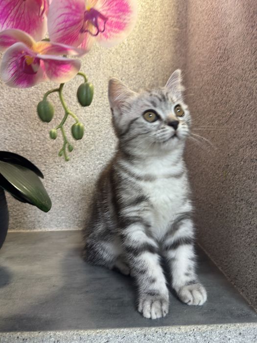 Котенок девочка шотландская