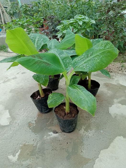 Банан кучатлари карлик сорт кавендиш