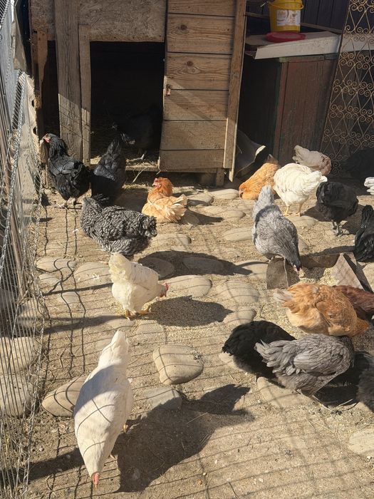 Puicuțe țărănești