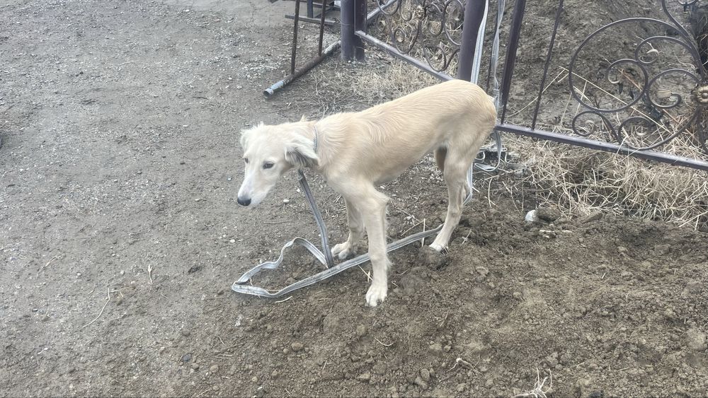 Сабака порода тазы