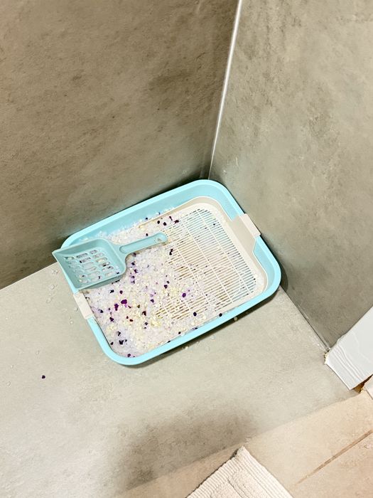 Продам шотландского вислоухого котика