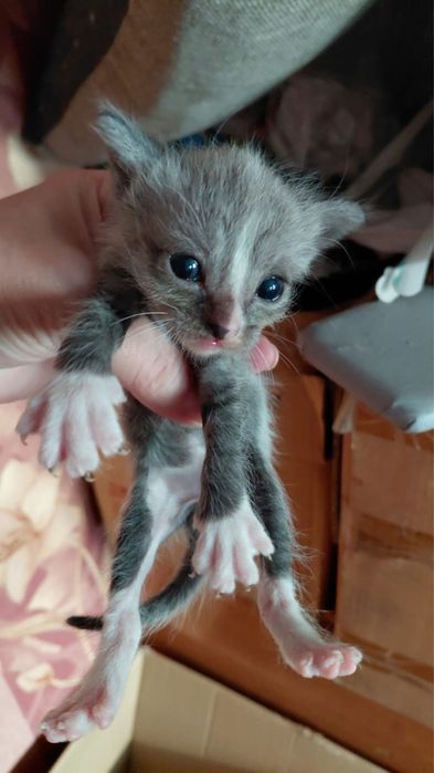 Отдам котят бесплатно