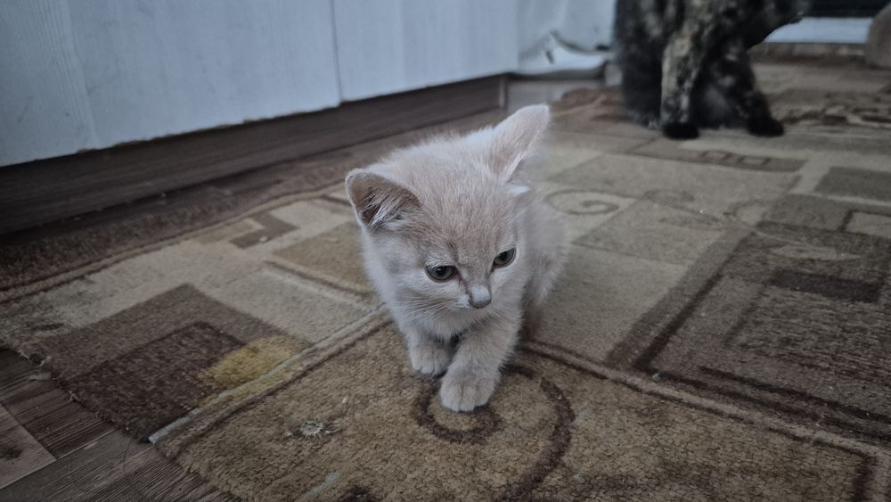 Отдаю котят в добрые руки!