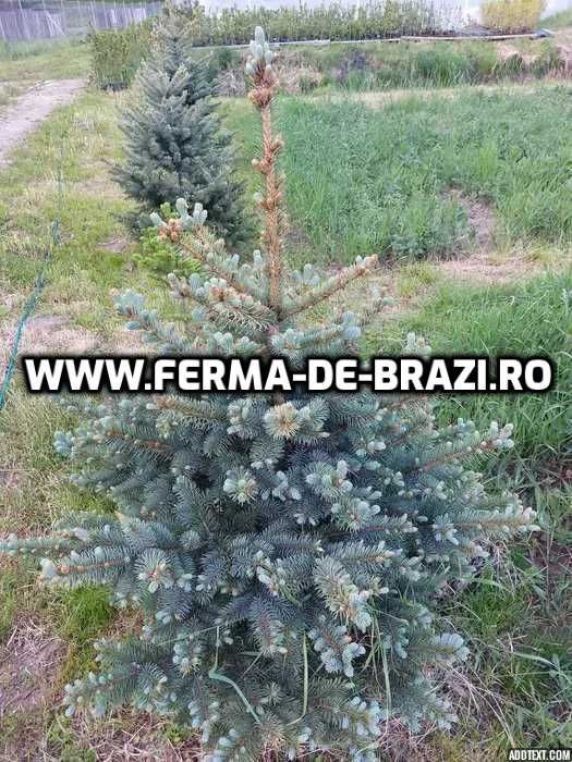 Oferta Pachet 1000 buc. puieti molid argintiu 4 ani- Discount 20%