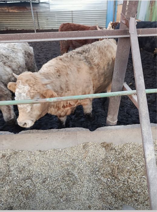 Продам бычков упитоные 2 г возраст