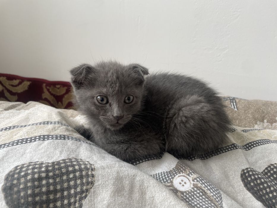 Серый котенок добрые руки