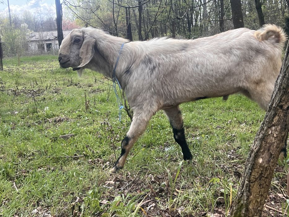 Tap anglonubian varsta 2 ani jimate