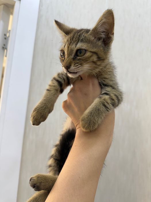 Отдам котенка в добрые руки
