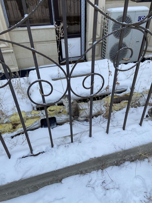 Котята на улице .