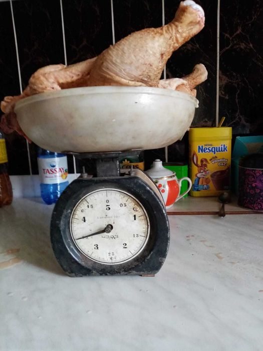 Цыплята бройлер кобб-500