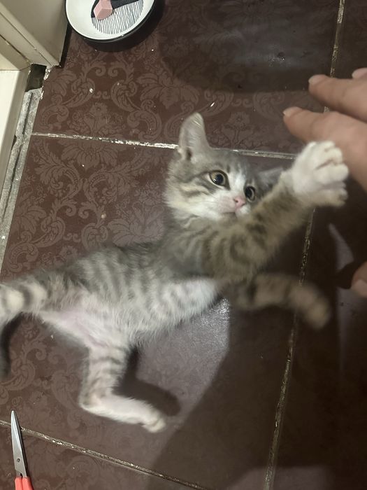 Отдам котенка в добрые руки