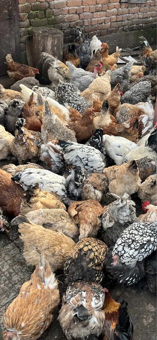 Млади домашни кокошки