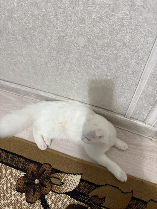 Шотландық бүктелген құлақты -Scottish fold