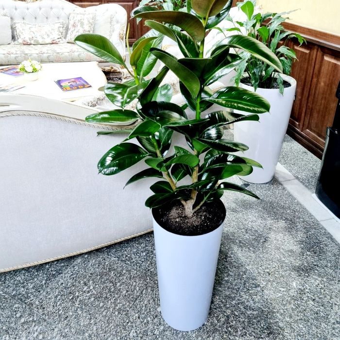 Офисные растения цветы