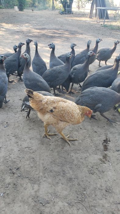 Bibilici 99 lei bucata