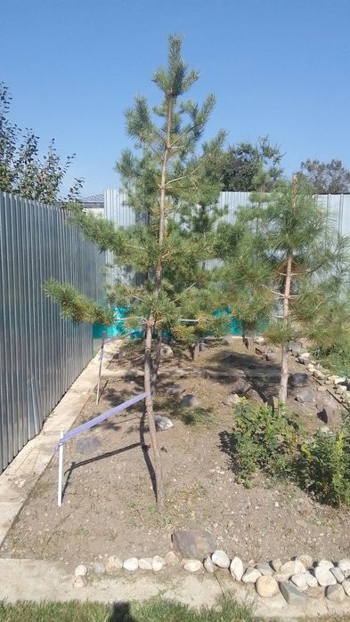 Продаю горные сосны