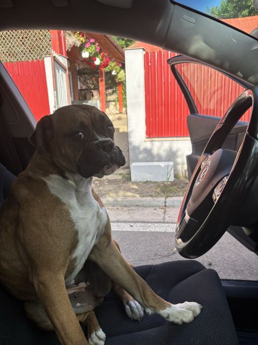 Spre adopție puiuți de boxer jucăuși !!!