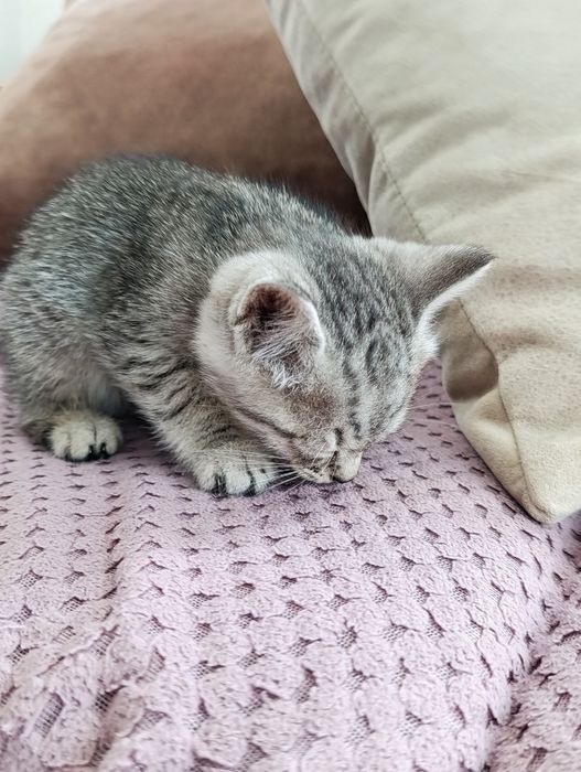 Отдадим котят в добрые руки
