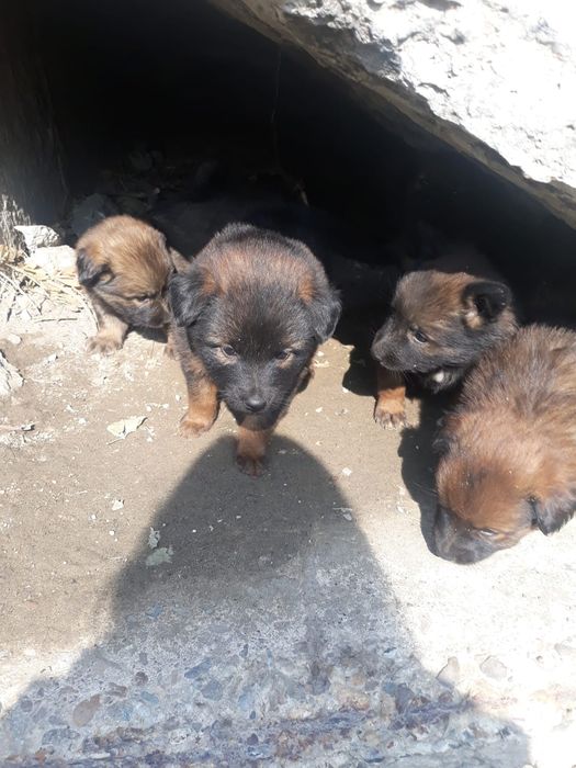 Щенки в добрые руки.