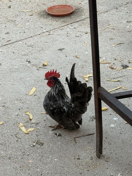 Găini si cocoș chabo .