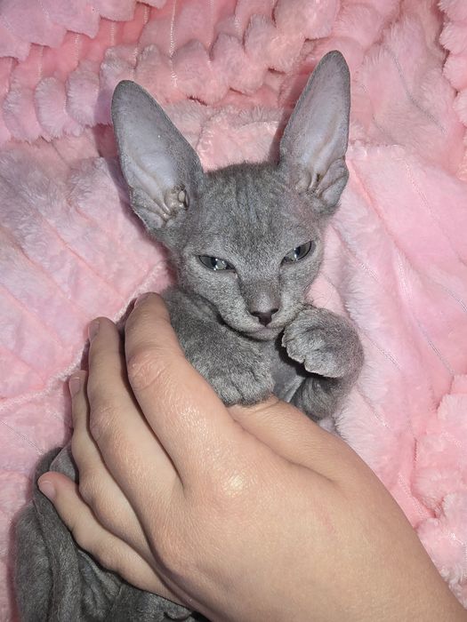 Продам котенка (Канадский сфинкс)