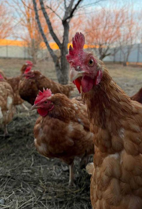 Куры несушки  ломан браун