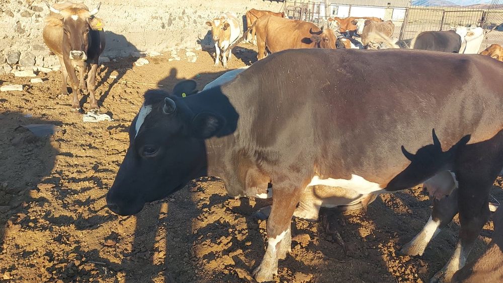 Продам дойных коров и телят