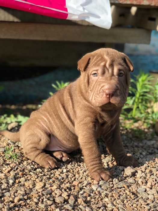 Продам щенков Щарпея