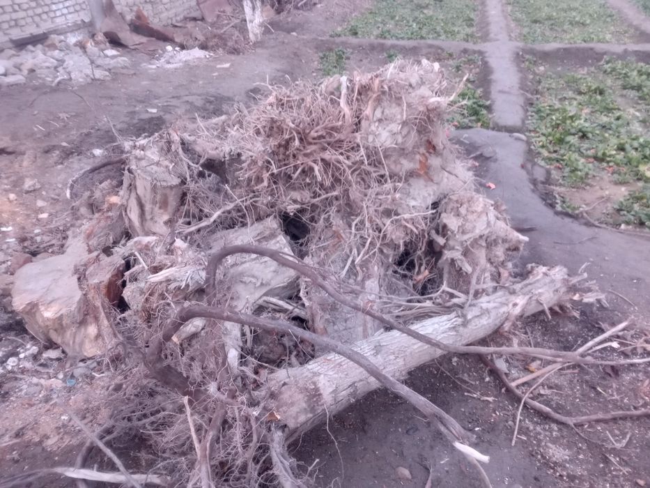 Томир ўтинлар сотилади 2 йиллик.