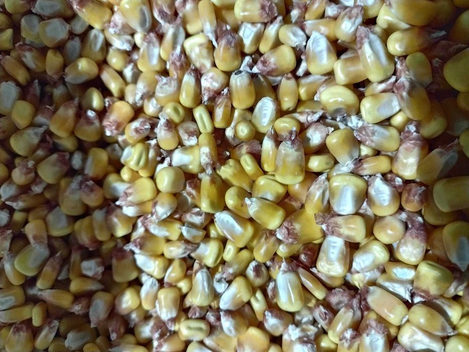 Vând porumb uscat, cantități mici și mari