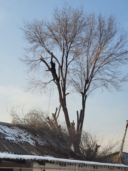 Спил деревьев обрезка плодовых деревьев