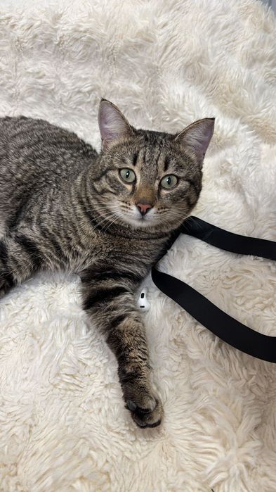 Кот котик молодой