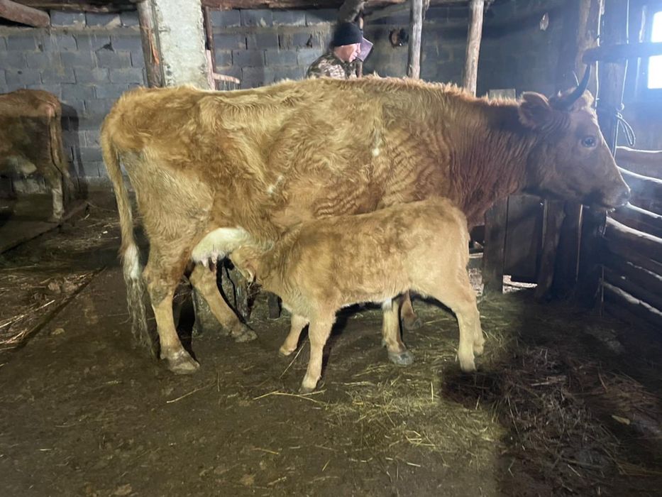 Коровы с телятами