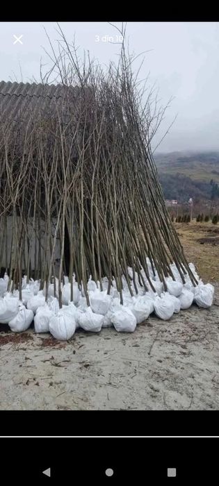 Copaci ornamentali tei mesteacân platani
