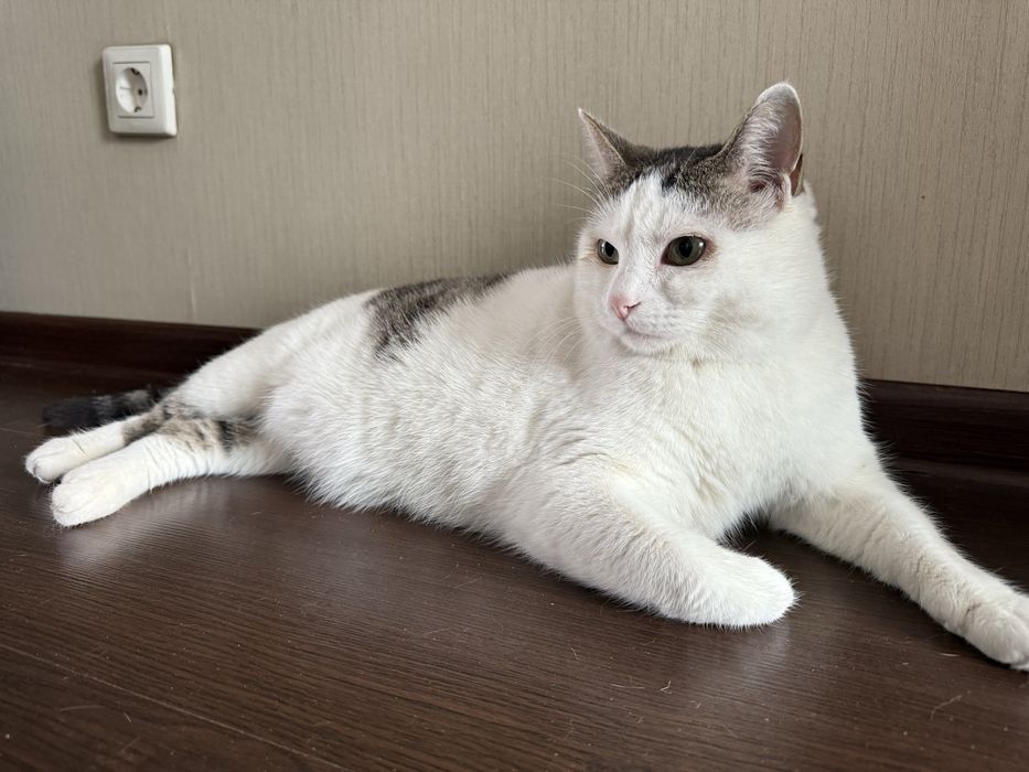 Шикарный котик Тимоша ищет семью