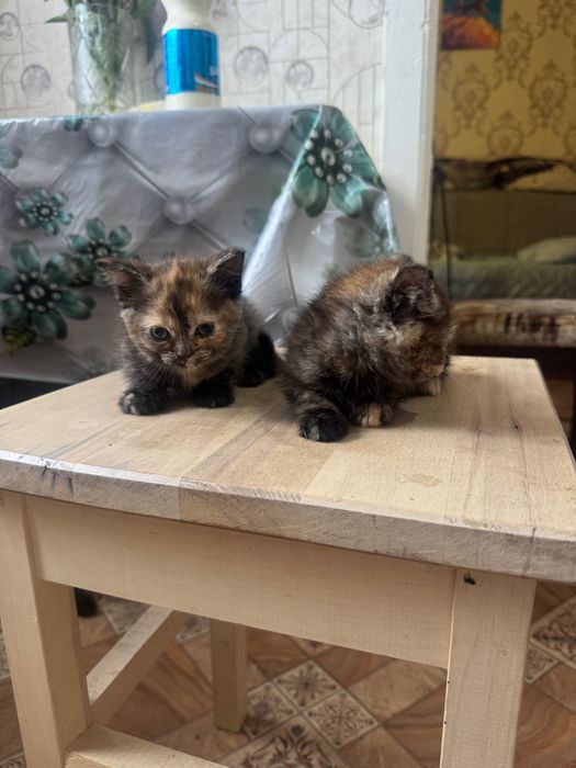 отдам котят в хорошие руки
