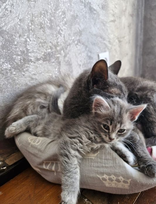 отдам котят в добрые руки