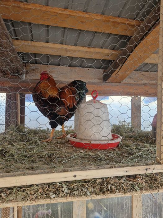 Cocoși rasă Wiandotte