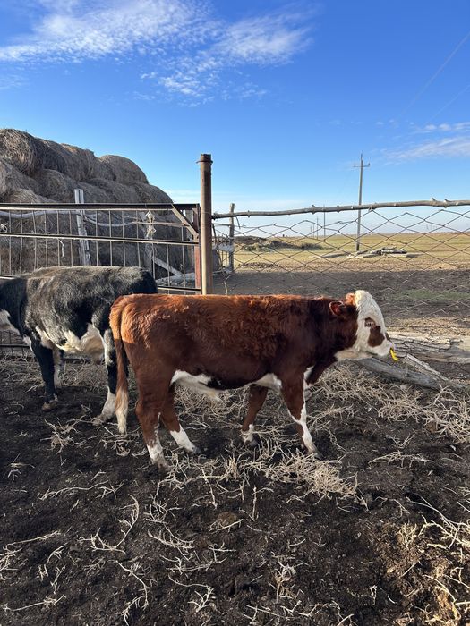 Отборные бычки 2025 г.