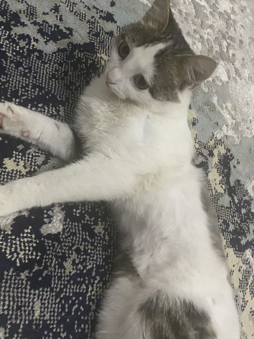 Маленькая кошка в добрые руки