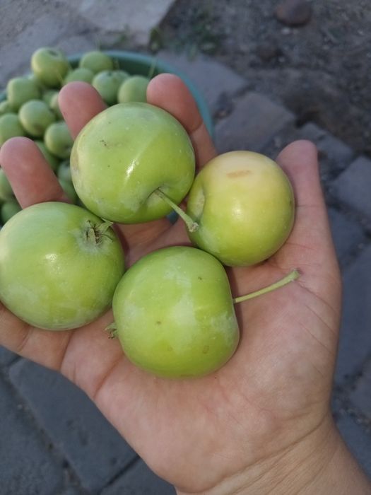 ЯБЛОКИ полусладкий