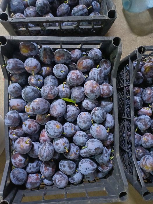 Vand prune,producator  local