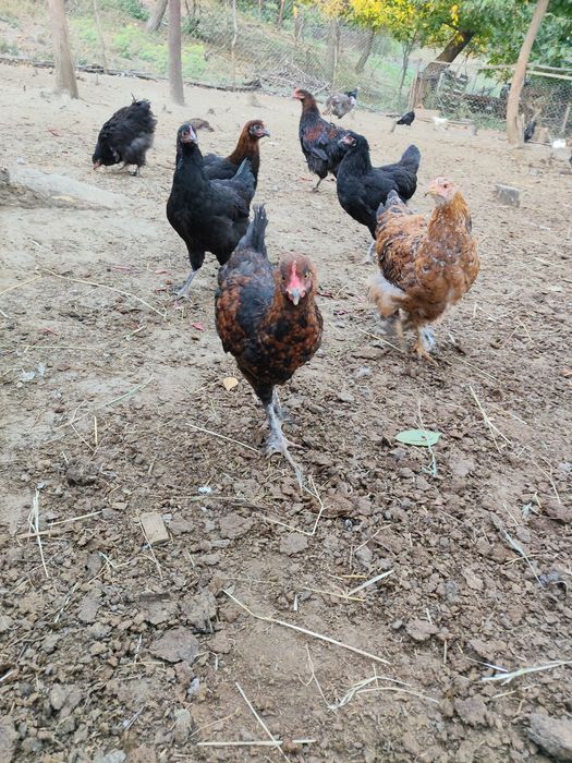 Cocosi Marans albastru aramiu și negru aramiu.