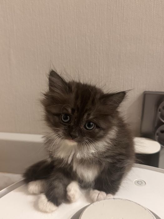 Отдам котенка 2 месяца